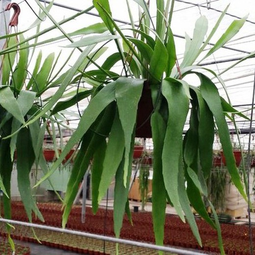 Epiphyllum Pumilum Blanco