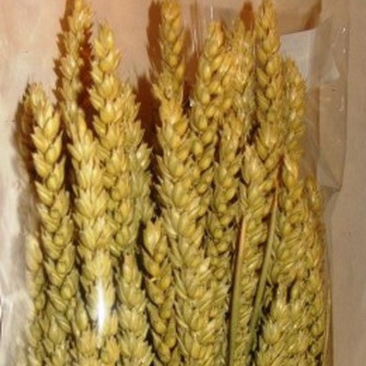 Picos de trigo natural seco 100 orelhas