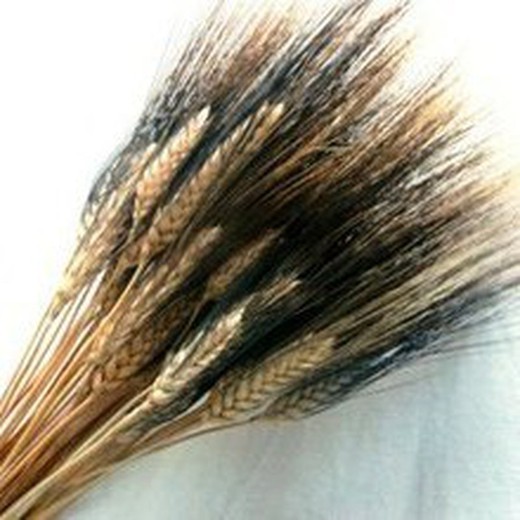 Orelhas de trigo natural secas com pelos