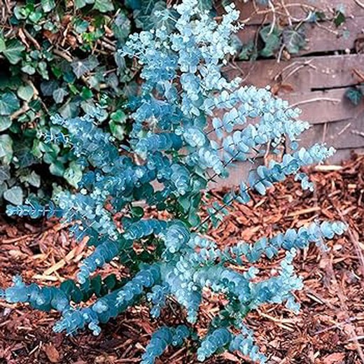 eucalipto azul bebê