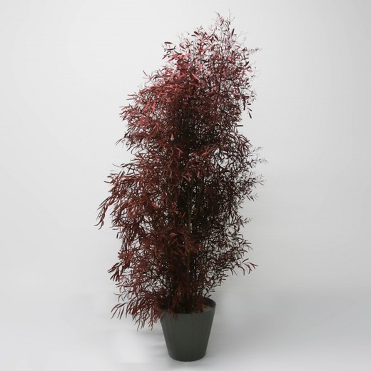 Eucaliptus Nicoly Vermell Preservat 120/140 cm