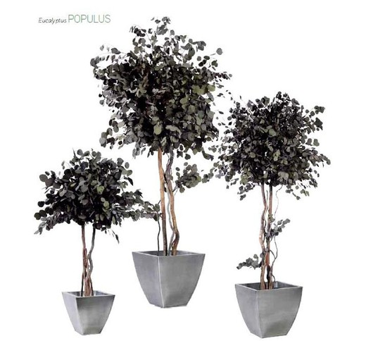 Eucaliptus Populus Copa Preservado