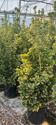 Euonymus Jap. Aurea