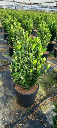 Euonymus Jap. Verde Compacto