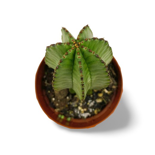 Euphorbia anoplia Mãe Hubba