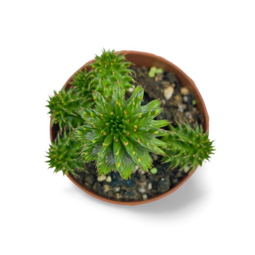 Euphorbia Susannae