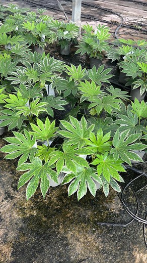 Fatsia Japonica Spider