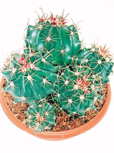 Ferocactus horridus