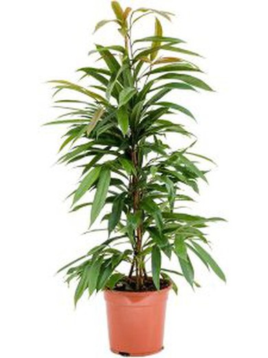 Ficus Amstel King 02611C21W Floresfrescas INTERIOR — Flores Frescas Online