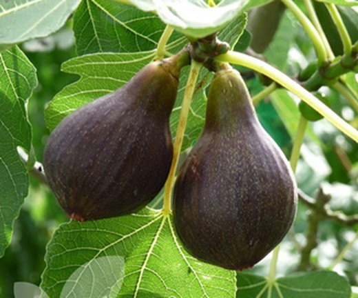 Ficus Carica (Figuera) "Brown Turkey"