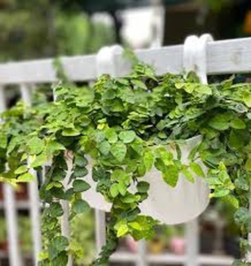 Ficus Pumila Colgante