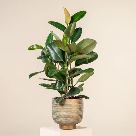 Ficus Robusta Elastica