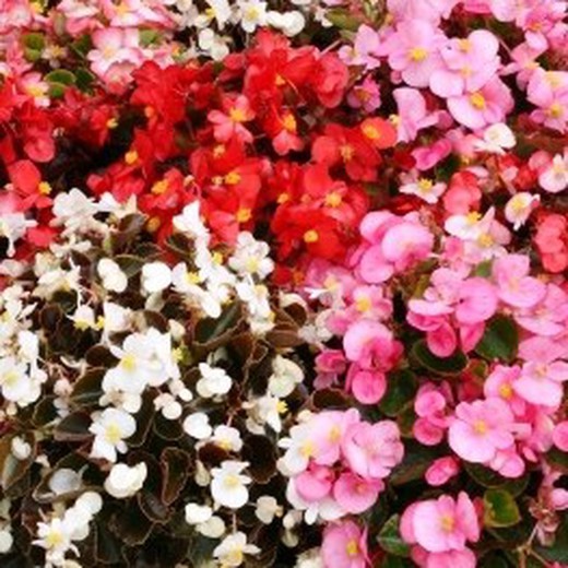 Flor Begonia Mix