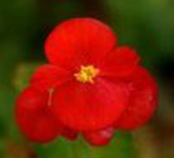 Flor Begonia Rosa — Floresfrescasonline