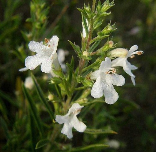 Savory Flower