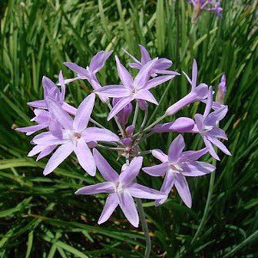 Flor de Ajo