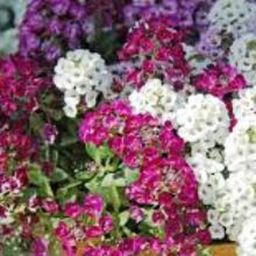 Flor de Alyssum