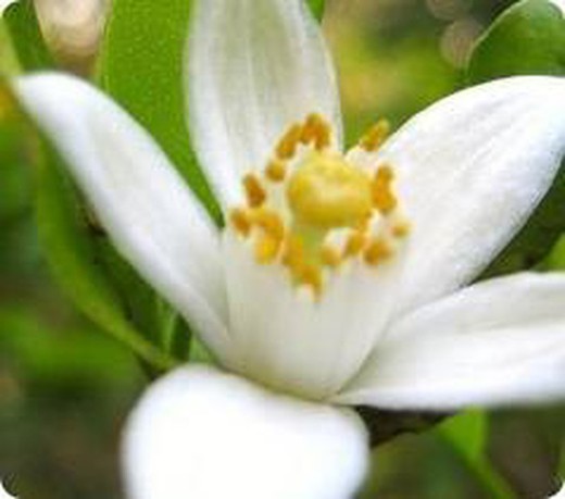 Flor de laranjeira