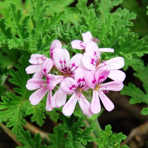 Mistura de gerânio flor