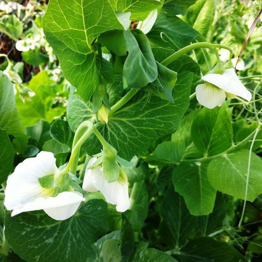 Flor de Guisante