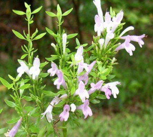 Flor de orégano