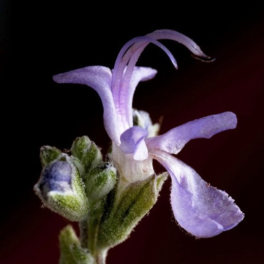 Flor de Romaní