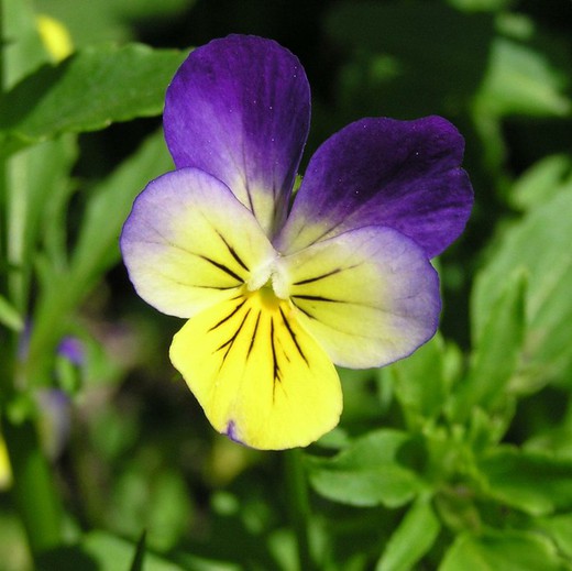 Flor de Viola Tricolor