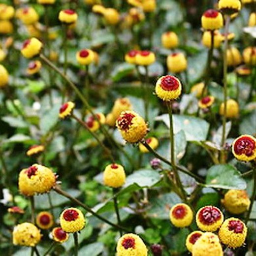 Planta de Flor Eléctrica de Sechuan