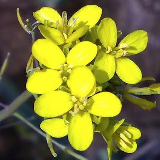 Flor Rúcula Silvestre