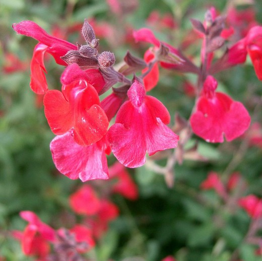 Flor Salvia Casis