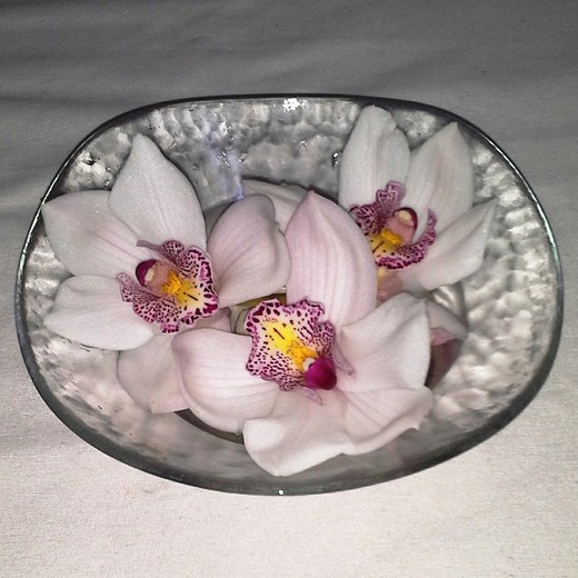 Flores de Orquideas Cymbidium