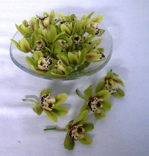 Flores de Orquideas Cymbidium Mini