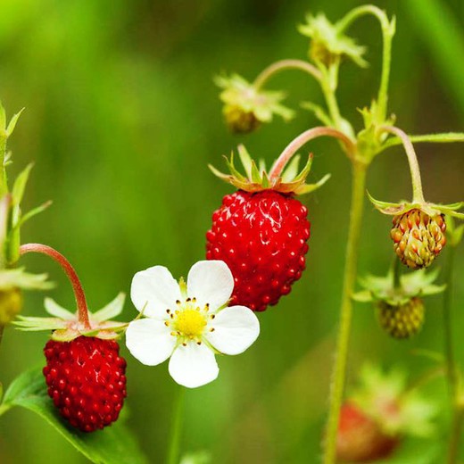 Fraises des bois Pack de 4 unités.