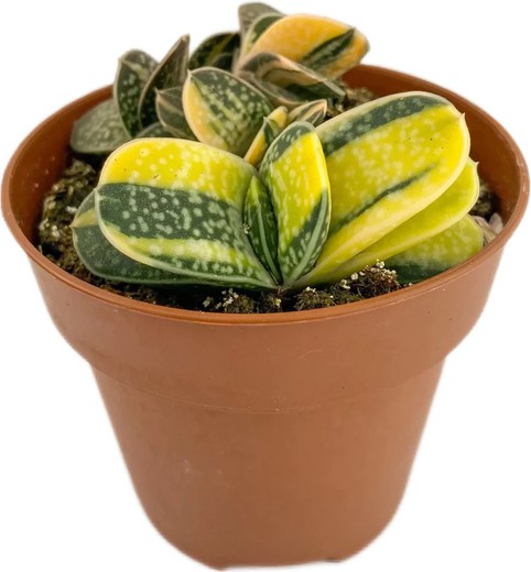 Gasteria Mínima