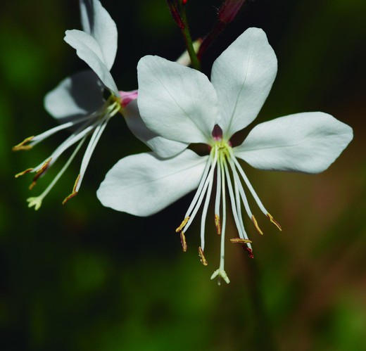 Gaura African Compact Blanco