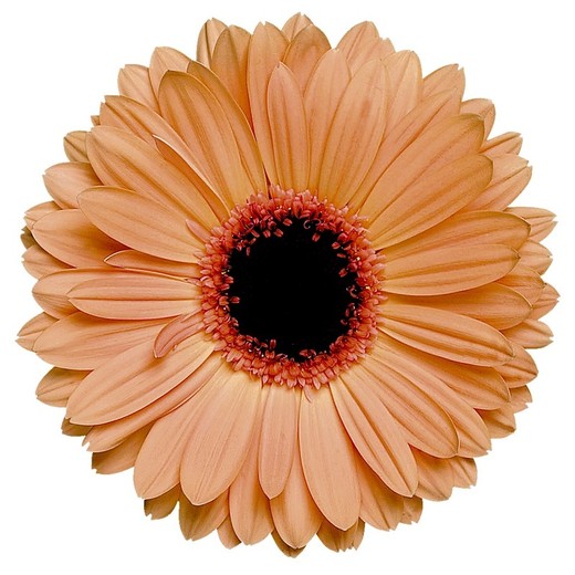 Gerbera Alma