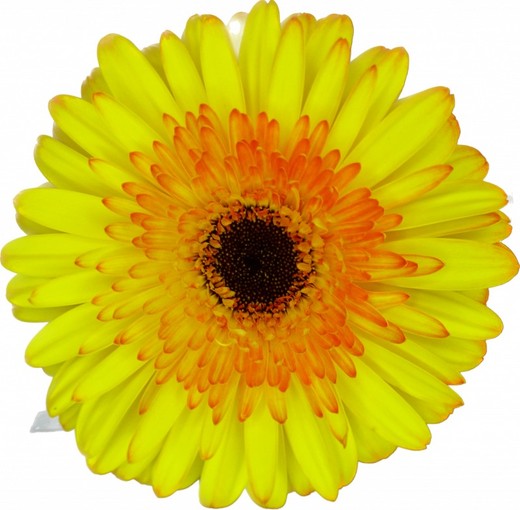 Aventure Gerbera