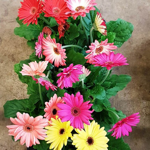 Gerbera Caja 10 uds.