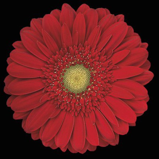 Gerbera Carambole