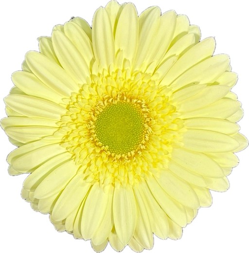 Gerbera Greeny