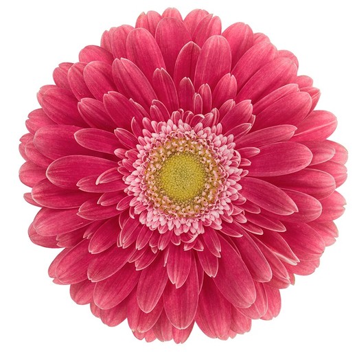 Image de Gerbera