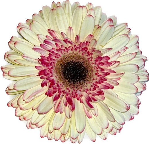 Gerbera Marvel