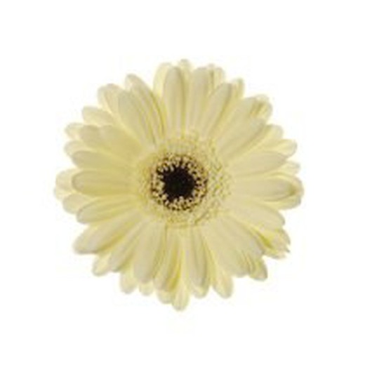 Gerbera Mini Aspy