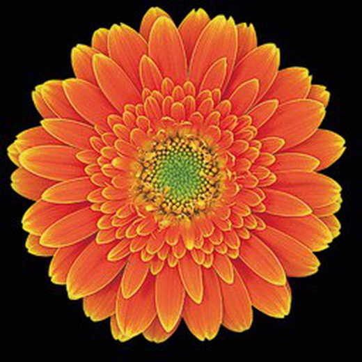 Gerbera Mini Goldy