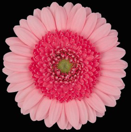 Gerbera Mini Milfy