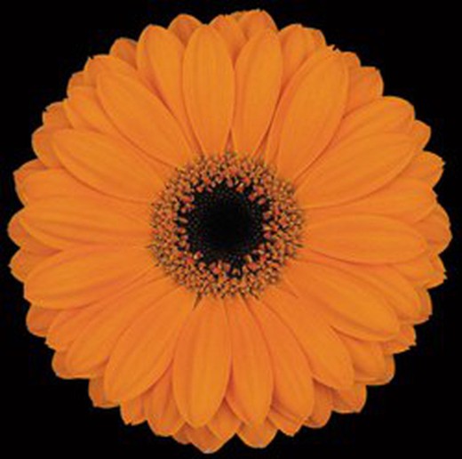 Gerbera Mini Remy