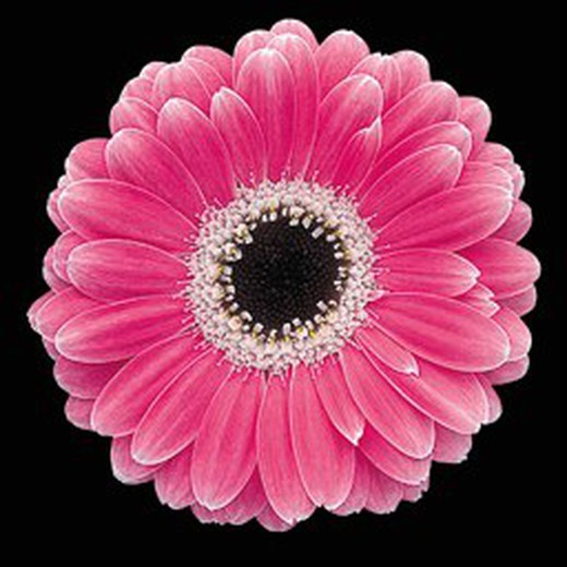 Gerbera Mini Victory