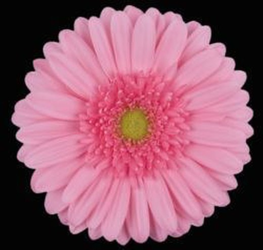 Gerbera Raffinee