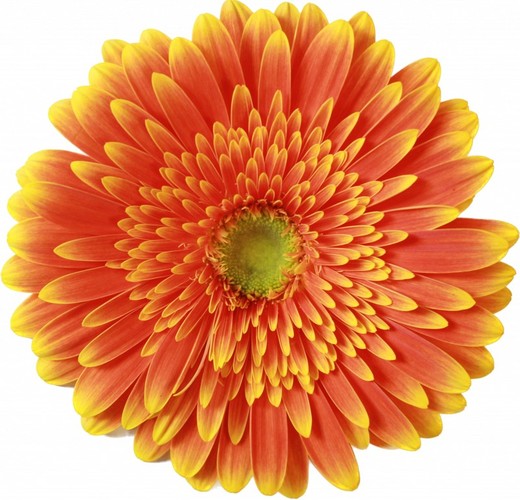 Souvenir de Gerbera