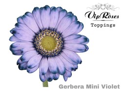 Precios de gerberas — Floresfrescasonline